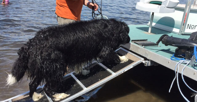 dog walking up custom ramp to a boat